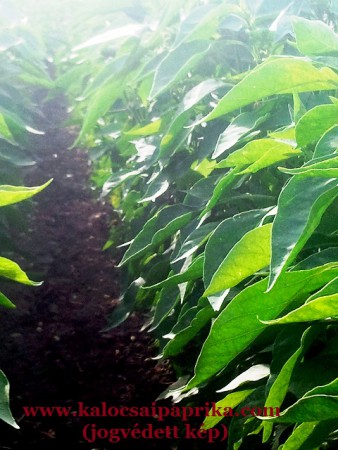 Kalocsai Fűszerpaprika 5.